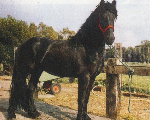horse Fabe (Friese, 2001, from Ulke 338)