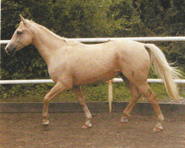 horse Martel (Kinsky horse, 2000, from Mineral)