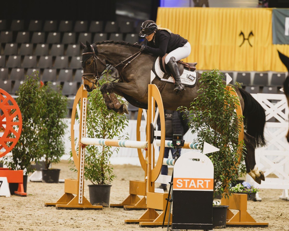 jumper Zimtstern JL (Hanoverian, 2020, from Zirocco Blue)