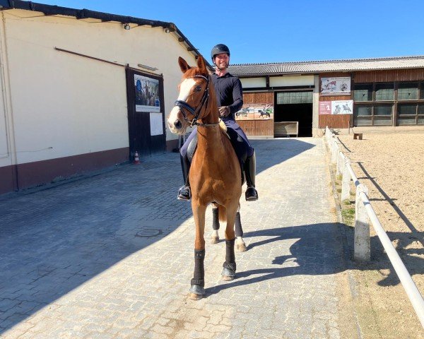 Dressurpferd Desert Rose 32 (Oldenburger, 2016, von Diamond Hit)