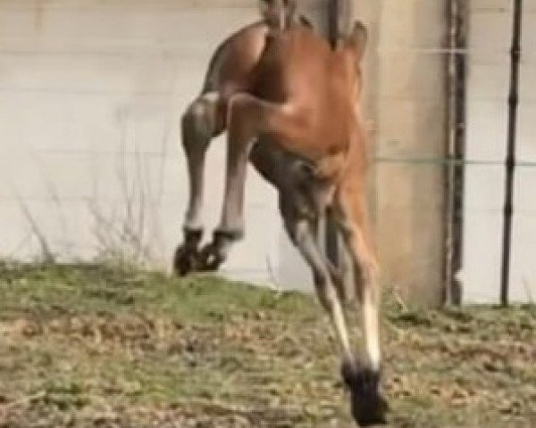jumper Comme Lui 2 (German Sport Horse, 2020, from Comme il Faut)