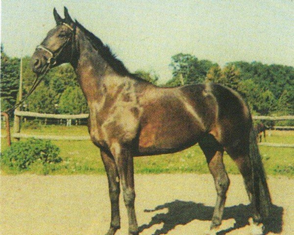 horse Liberty (Hanoverian, 2000, from Longchamp)