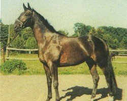 horse Liberty (Hanoverian, 2000, from Longchamp)