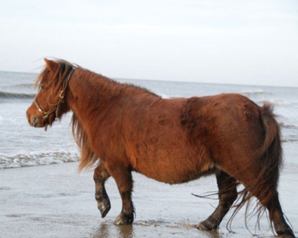 broodmare Birling Evita (Shetland pony (under 87 cm), 1996, from Birling Golden Cloud)