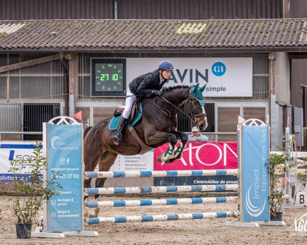 jumper Emilton de L'Abbaye (Selle Français, 2014, from Top Gun Semilly)