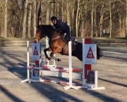 Springpferd Dobby Z (Zangersheide Reitpferd, 2020, von D'Aganix 2000 Z)