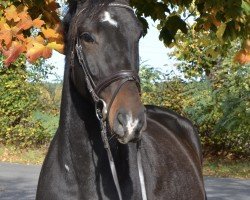 broodmare New Britain Pitta (Zangersheide riding horse, 2020, from El Barone 111 Z)