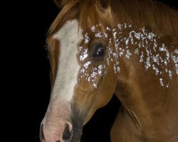 dressage horse Beluga MZ (Deutsches Sportpferd, 2018, from Belami)