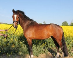 dressage horse Chicolino 21 (Holsteiner, 2008, from Cebelio)