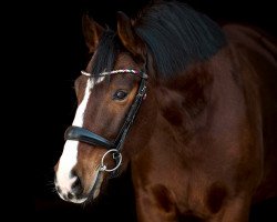 dressage horse Tiffanys Bacardi (Oldenburger, 2015, from Belissario)