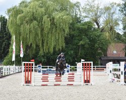 jumper Vigo Noir (Hanoverian, 2010, from Valentino)