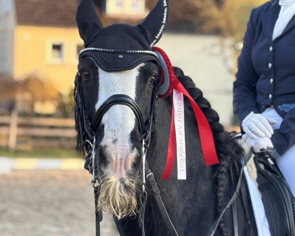 Dressurpferd Flash 334 (Tinker-Mix / Pinto Tinker / Crossbreed, 2014)