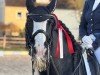 dressage horse Flash 334 (Tinker-Mix / Pinto Tinker / Crossbreed, 2014)
