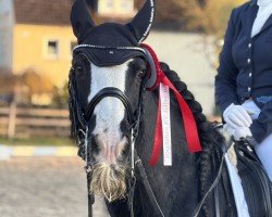 dressage horse Flash 334 (Tinker-Mix / Pinto Tinker / Crossbreed, 2014)