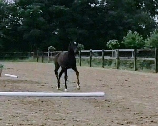 Springpferd Stute von Origi d'O / Caretino (Holsteiner, 2021, von Origi D'o)