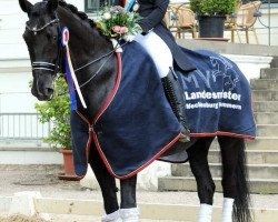 dressage horse Dajano 10 (Oldenburg, 2003, from De Niro)