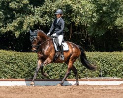 dressage horse Lord Ferdinand (Trakehner, 2016, from Ivanhoe)