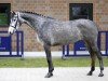 broodmare Stute von Colman / Acobat II (Holsteiner, 2020, from Colman)