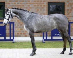 broodmare Stute von Colman / Acobat II (Holsteiner, 2020, from Colman)
