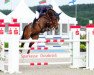 jumper Chacolu (Oldenburg show jumper, 2009, from Chaccomo)