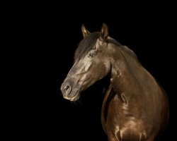 dressage horse Nuria 8 (Pura Raza Espanola (PRE), 2009, from Danubio II)