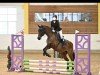 jumper Crazy Dream (Hungarian Warmblood, 2012, from Crosby)