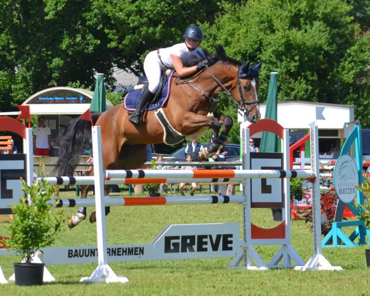 Springpferd Absalons Philip (Hannoveraner, 2015, von Perpignon)