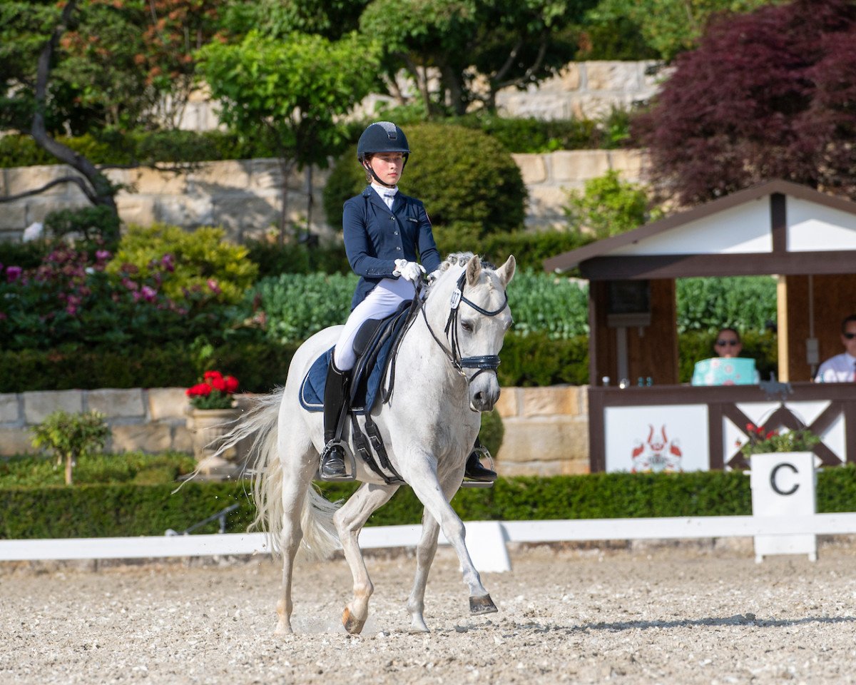 Dressurpferd Di Jacomo 4 (Deutsches Reitpony, 2006, von Dein Freund)
