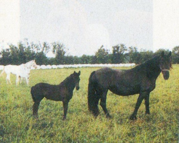 horse Odina (Friese, 2004, from Fetse 349)