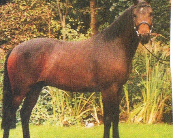 horse Haribo (German Riding Pony, 2001, from Halenkino)