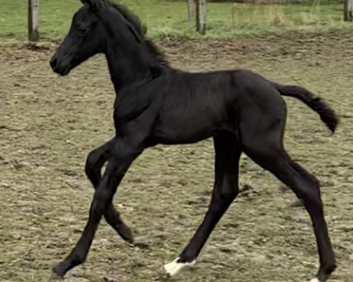 dressage horse Hengst von Vivat Rex / Riccio (Westphalian, 2021, from Vivat Rex)