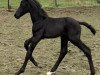 dressage horse Hengst von Vivat Rex / Riccio (Westphalian, 2021, from Vivat Rex)