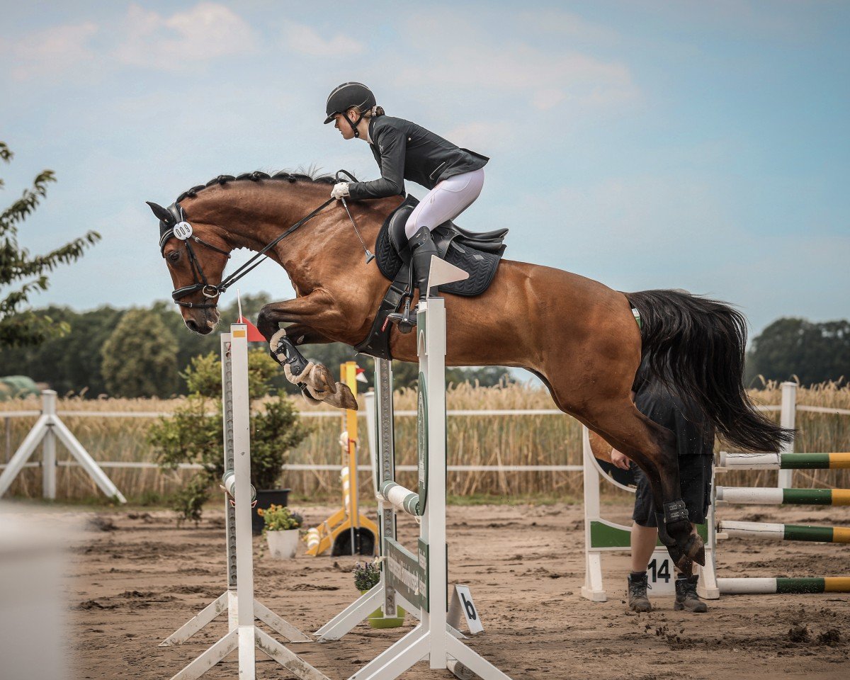 Dressurpferd Corianas Son (Westfale, 2014, von Chiwago 5)