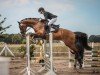 jumper Corianas Son (Westphalian, 2014, from Chiwago 5)