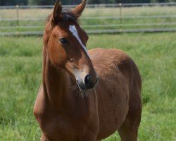 horse Superb Pitta (Holsteiner, 2024, from Quidam de Revel)