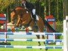 Springpferd Con Capital (Oldenburger Springpferd, 2004, von Con Capitol)