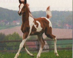 horse Ninjo (Pintabian, 2012, from Evidant ox)