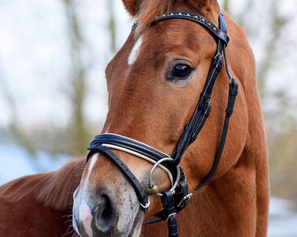 dressage horse Sir Sid (Hanoverian, 2013, from Spörcken)