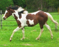 Pferd No Chip Chocolate (Paint Horse, 2011, von No Chip Sherlock)