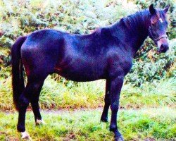 Pferd Piccos Bpy (Deutsches Reitpony, 2002, von Piccolo)