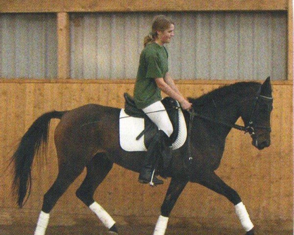 horse Danny (German Riding Pony, 2005, from Dino B)