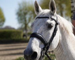 jumper Capable (Czech Warmblood, 2003, from Catango)