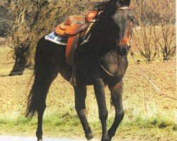 horse Elemis (Arabian, 2005, from Pilot ox)