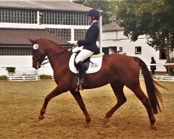 dressage horse Belle Jolie 3 (Hanoverian, 2009, from Benidetto)