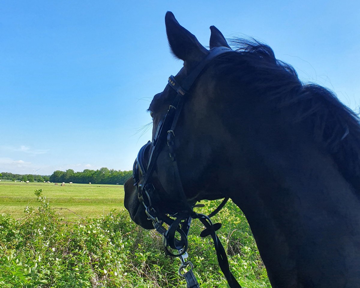 Dressurpferd Laskar TN (Trakehner, 2009, von Halimey Go)