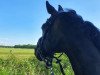 dressage horse Laskar TN (Trakehner, 2009, from Halimey Go)