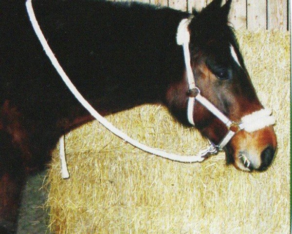 horse Corrado (Württemberger, 1998, from Calmaro)