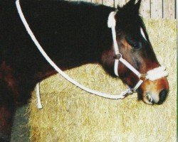 horse Corrado (Württemberger, 1998, from Calmaro)