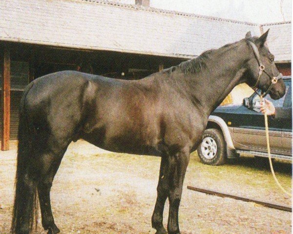 horse Elijas (Hanoverian, 2005, from Eiger I)