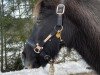 Dressurpferd Fitschy (Welsh Pony (Sek.B), 1995)